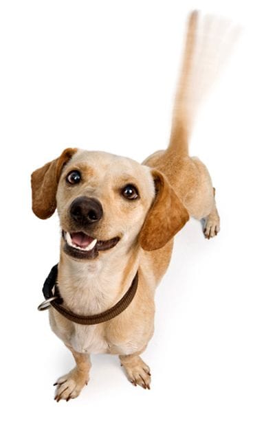 Onko häntää heiluttava koira onnellinen?