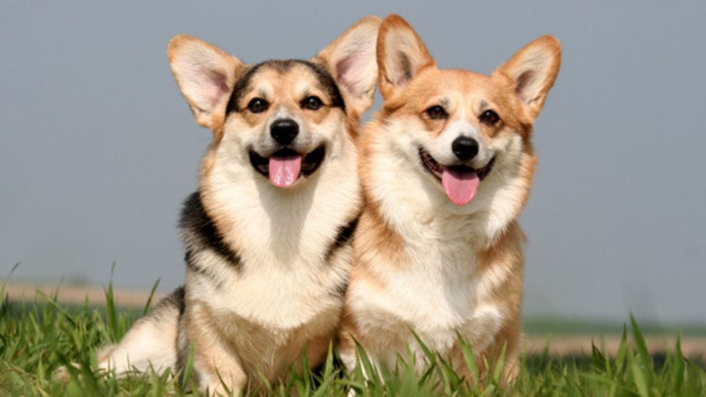 Kuningatar Elisabethin suosikkikoiratkin haluavat mukaan Williamin ja Katen häihin.