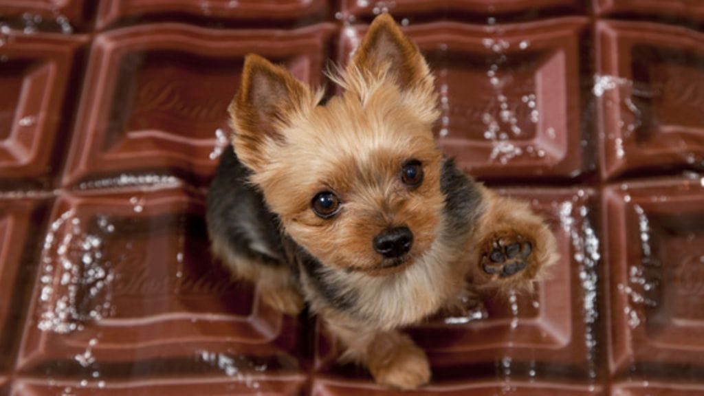 Älä anna koiralle suklaata!
