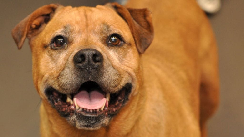 Kuvan koira on hyvin koulutettu eikä uhkaa ympäristöään