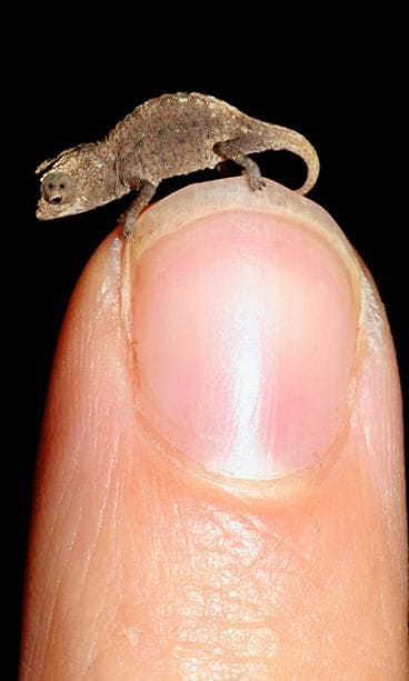 Maailman pienin kameleontti