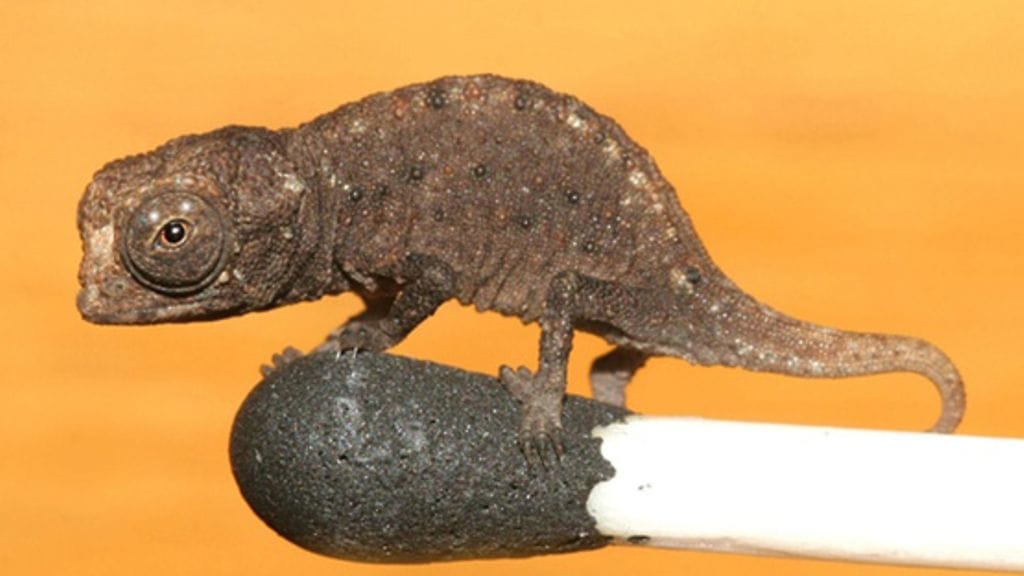 Maailman pienin kameleontti