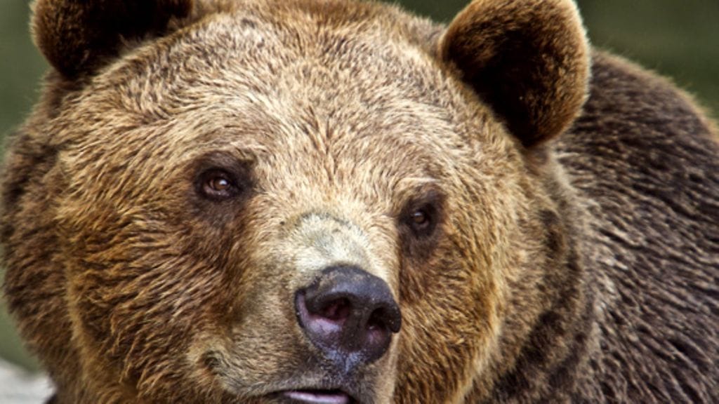 Kuvassa tuttu mesikämmen.