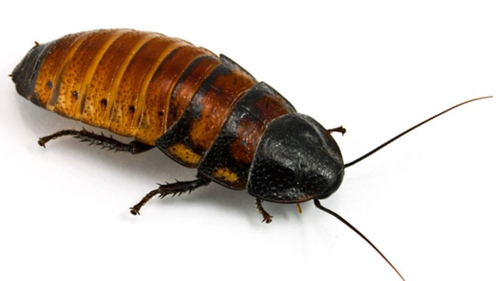 Kuvan Madagaskarin sihisevä torakka on samanlainen kuin eläintarhan vastaavat.