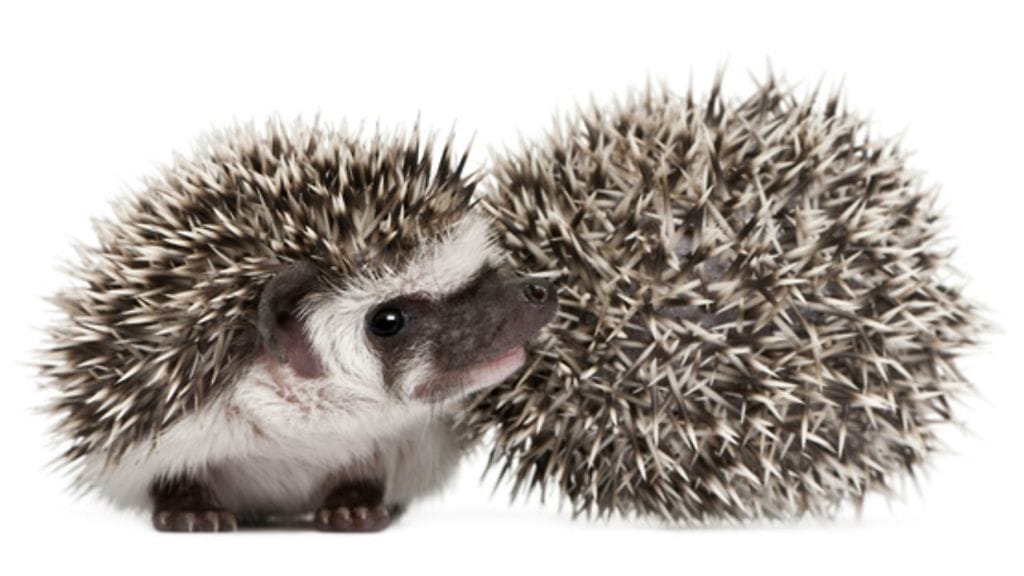 Mistä siili löytäisi ystävän?