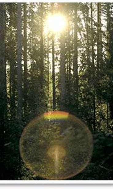 Aurinko paistaa puiden takaa.