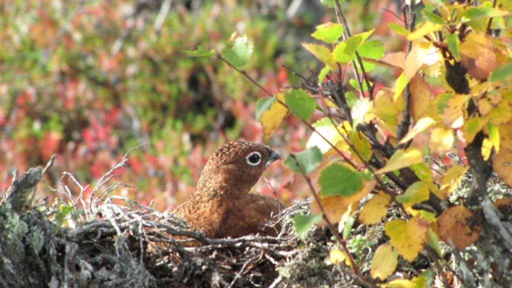 Uutissilmä 31.8.2013, Riekonpoika ruskassa - Kiilopää, Inari