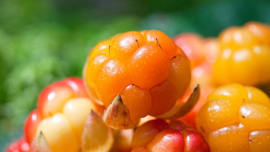 Lakka eli hilla on arvokas marja.