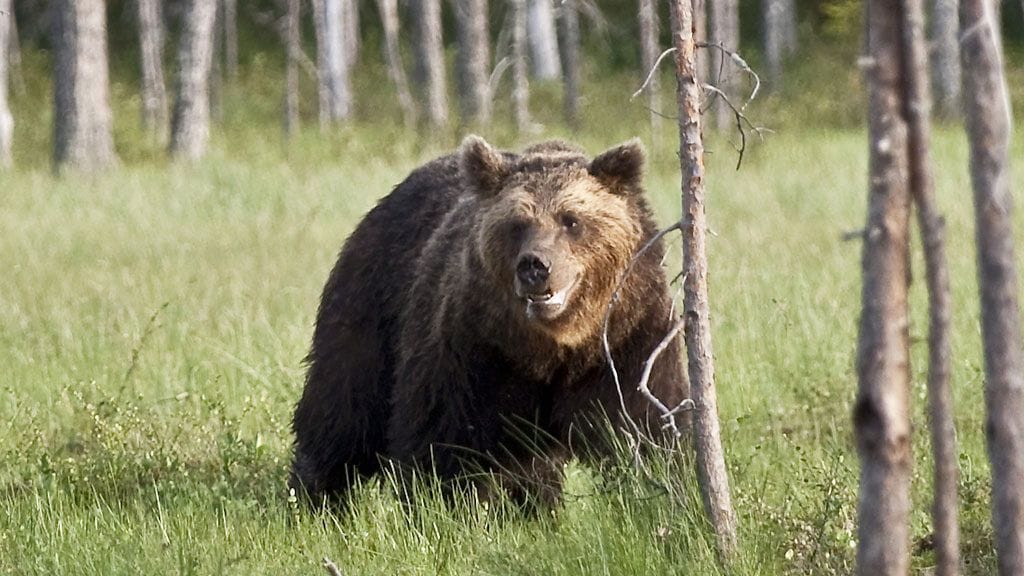 Poliisi sai toissapäivänä tiedon, että karhua oli haavoitettu luvallisen metsästyksen yhteydessä. Kuvituskuva.