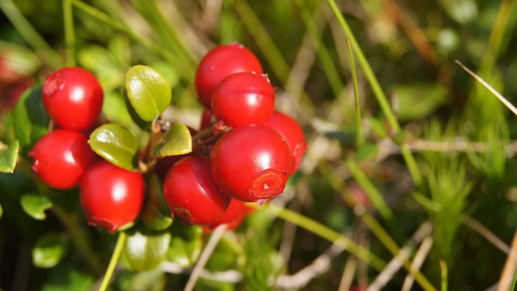 Ber-Ex-yhtiö kiistää jyrkästi thaimaalaisten vaatimukset.