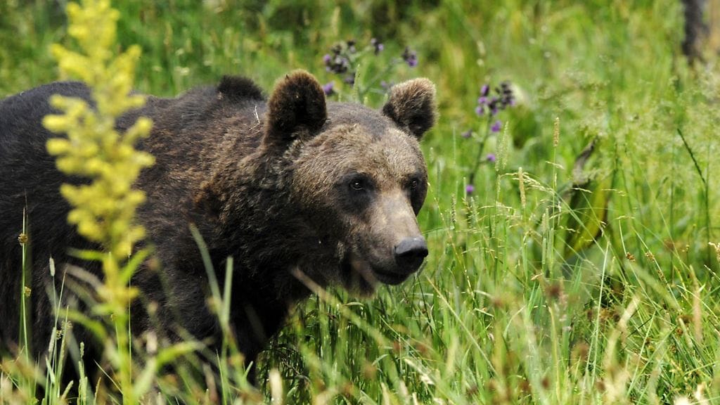 Yleensä karhut pyrkivät välttämään ihmisiä. Kuvituskuva.
