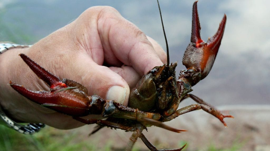 Lakiuudistus saattaa tehdä rekisteröitymisen pakolliseksi kaikille rapua myyville. Kuvassa on jokirapu.