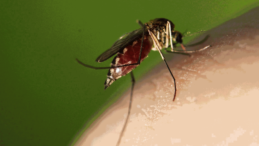 Hyttysillä on edessään hyvä kesä