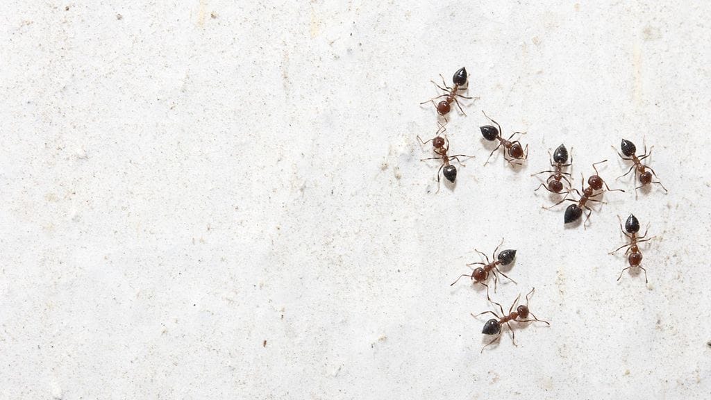 Hämähäkit hyvästä, muurahaiset pahasta – ammattilaiset kertovat miten ötökät vihjaavat homeesta.