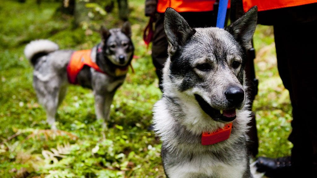 Eviran mukaan hirvien keuhkojen syöttämistä koirille pitäisi välttää.