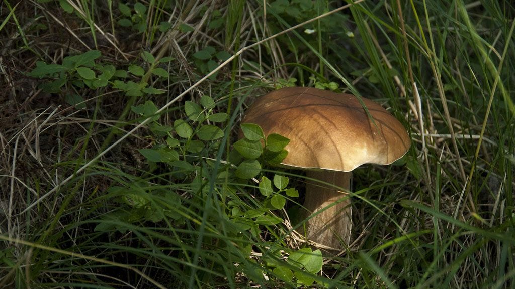 Herkkutatteja on jo poimittu metsistä.