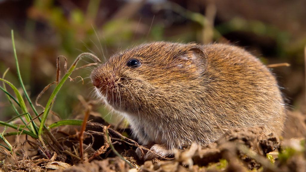 Myyräkuumeen voi saada metsämyyrän saastuttamasta maaperästä tai pölystä.