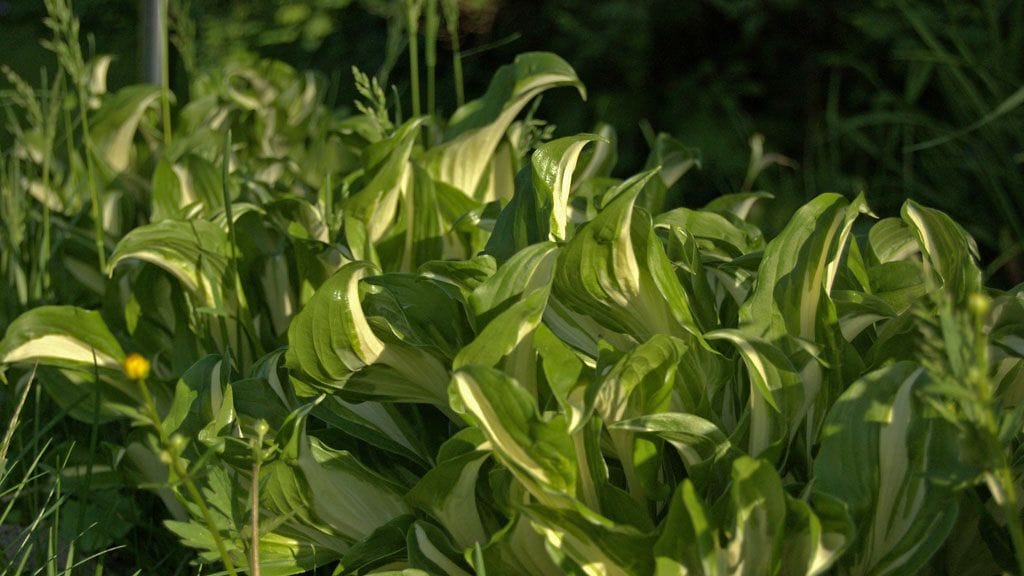 Kuunlijan kuuluu perennoihin, jotka voi siistiä syksyisin.