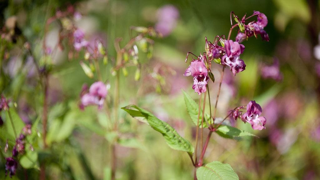 Jättipalsami on Suomen lisäksi useissa muissa Euroopan maissa luokiteltu haitalliseksi vieraslajiksi.