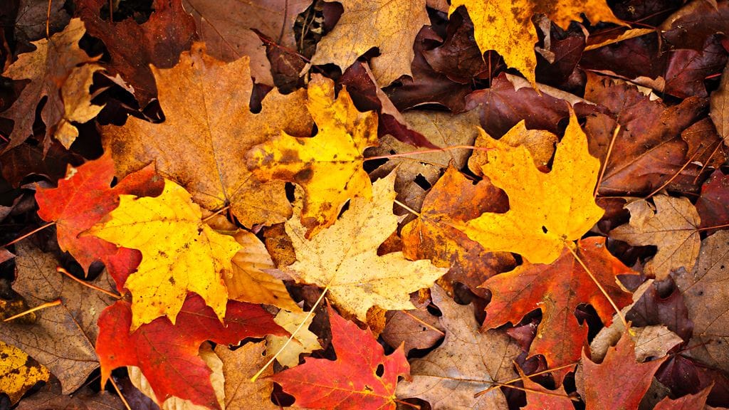 Japanissa voi unohtaa vaahteranlehtien haravoimisen.