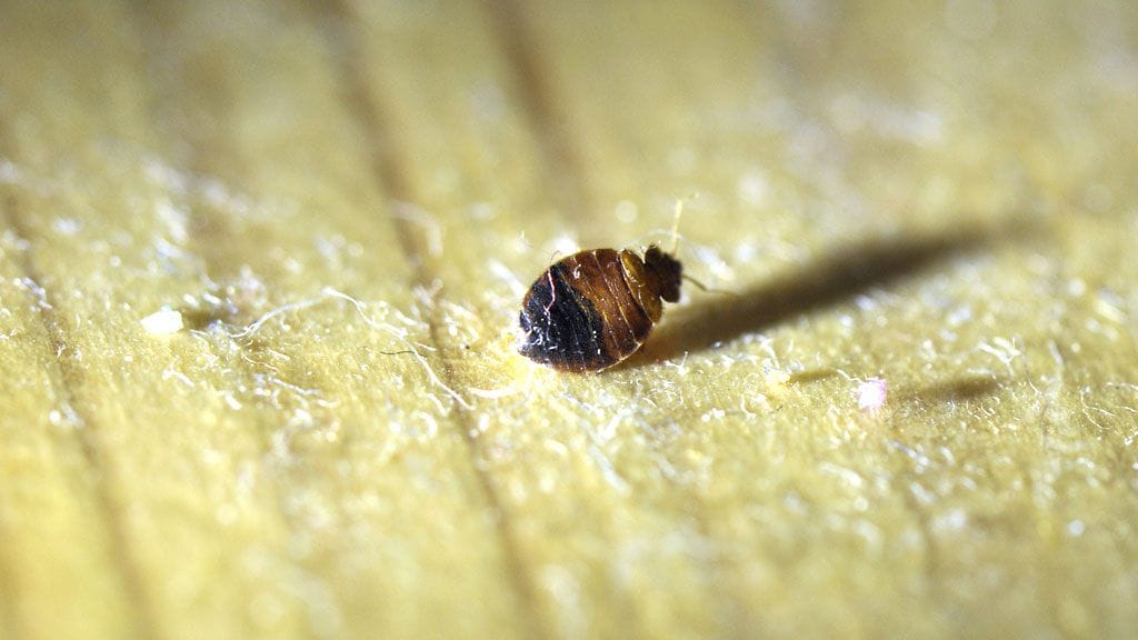 Kuollut seinälude (Cimex lectularius) helsinkiläisasunnossa.