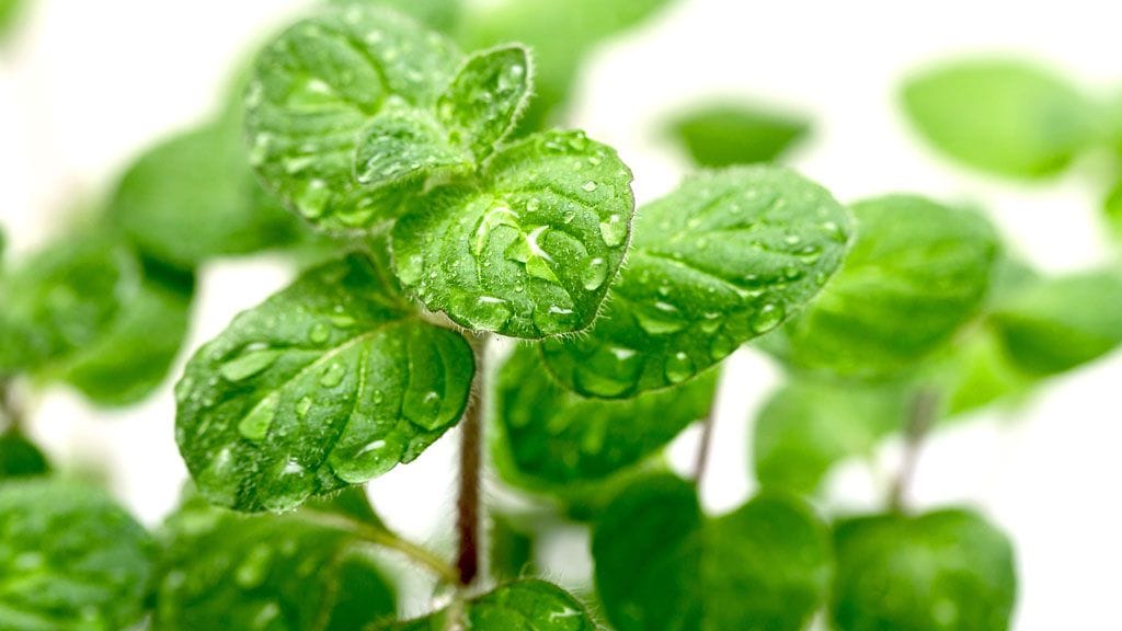 Minttu on ruukussa helppohoitoinen.