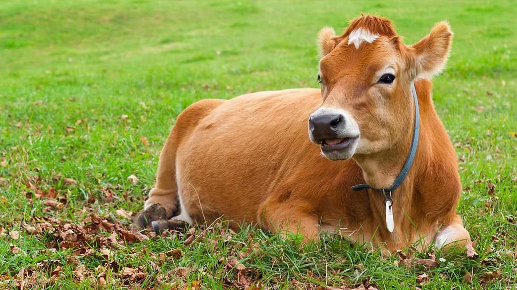 Luomutiloja on Suomessa n. 4 300 kappaletta, joista luomukotieläintiloja on 750.