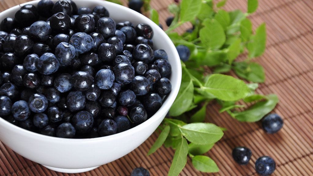 Pensas- ja metsämustikat ovat toisilleen sukua, mutta eroavat silti paljonkin toisistaan.