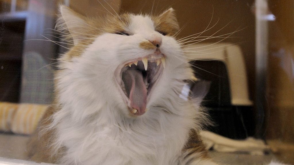 Kuvituskuva. Kuvan kissa ei liity tapaukseen.