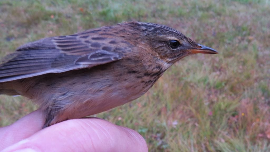 Suomen ensimmäinen sarasirkkalintu erehtyi linturengastaja Matti Tynjälän verkkoon Siikajoen Tauvon lintuasemalla.