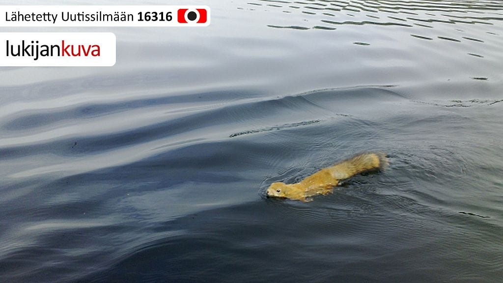 Oravan pitkä uintiretki Päijänteellä 4.9.2013. Kuvaaja: Antti Klami.