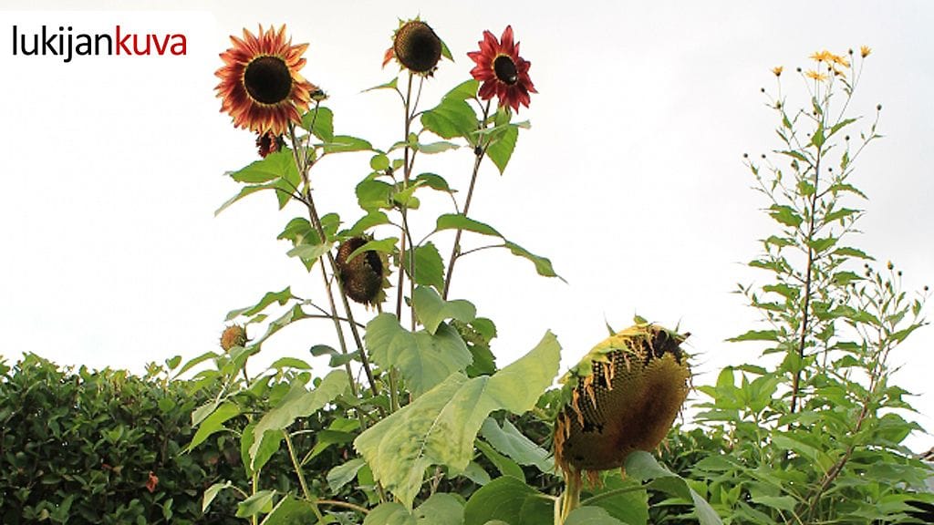 Seinäjoki 12.9.2013. Kuvaaja: Vesa Kultalahti.