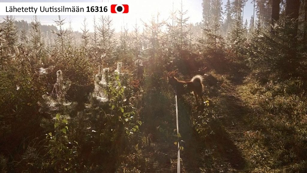 Kuusi astetta lämmintä aamulla Hämeenlinnassa 6.9.2013. Kuvaaja: Päivi Parkku.