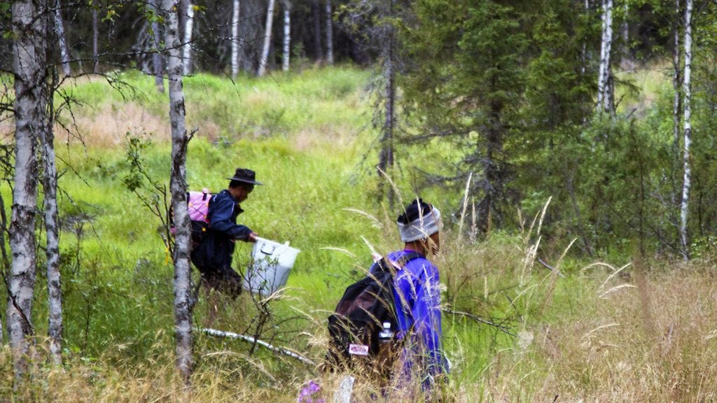 Kuvituskuvaa. Kuvan marjanpoimijat eivät liity tapaukseen.