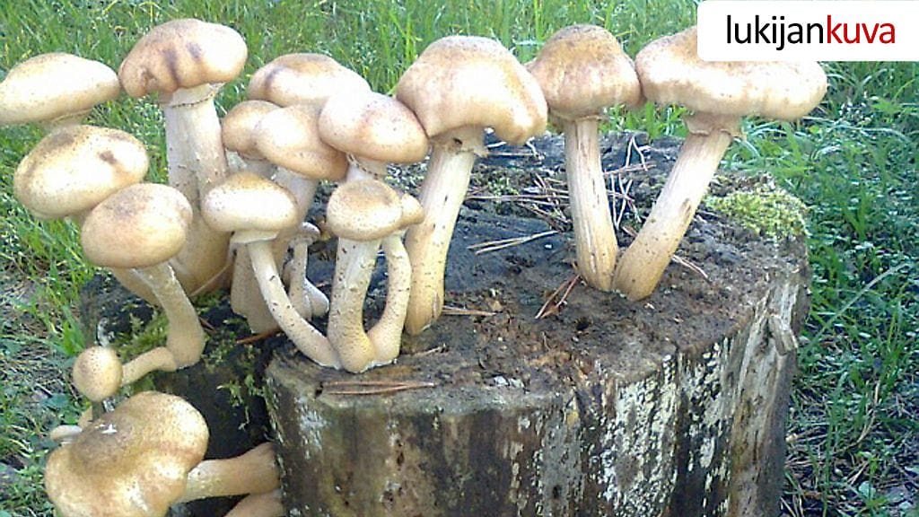 Sienet kannon nokassa. Nuuksio 11.9.2013. Kuvaaja: Kirsi Laukkanen.