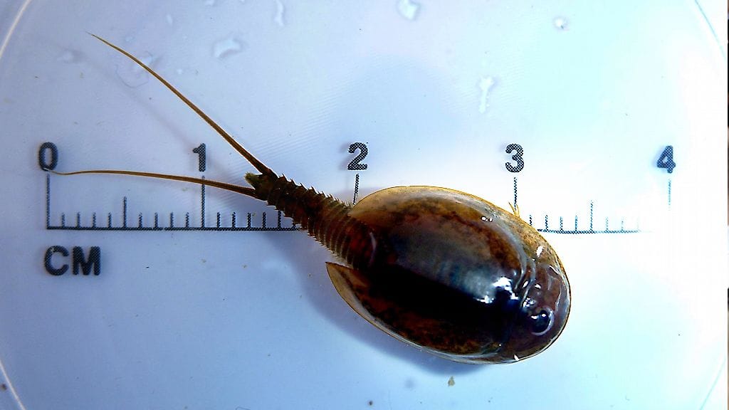 Tämä on elävä fossiili: kilpikidusjalkainen. Niitä löytyi ensimmäistä kertaa vuosikymmeniin.