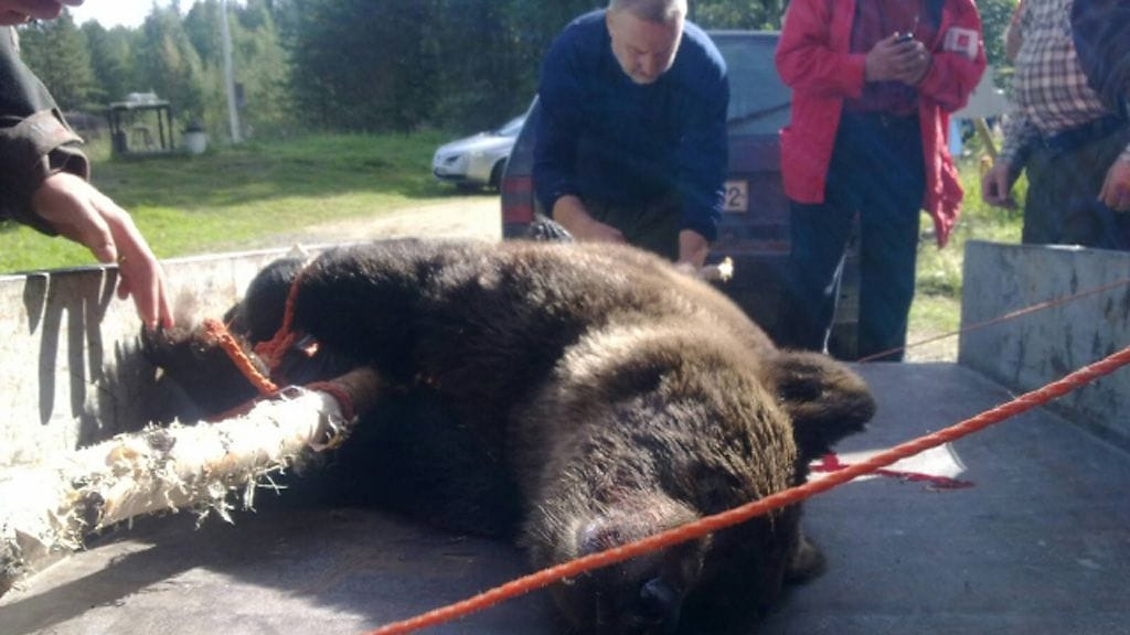 Helsinkiläisporukka sai saaliikseen noin puolitoistavuotiaan uroskarhun Ilomantsissa 20.8.2013.