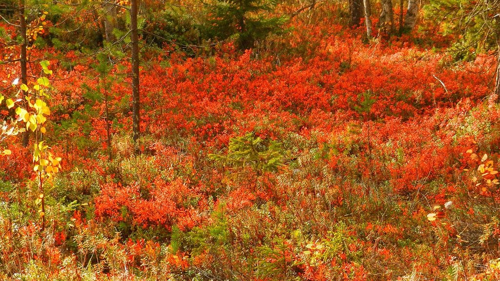 Maaruskaa Rovaniemellä. Kuva: Pirjo Satta