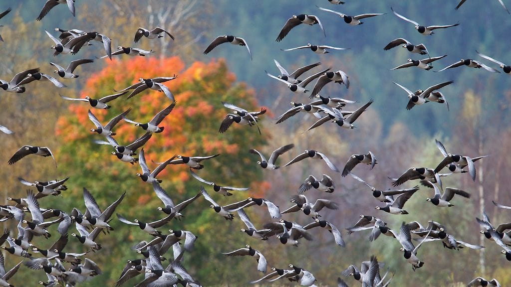 Kuvan valkoposkihanhet ikuisti Lassi Kujala.