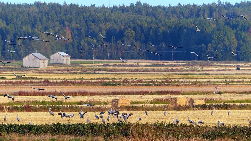 Sadat kurjet pysähtyivät Söderfjärdenin pelloilla Vaasan seudulla syyskuussa 2013. Lukijan kuva: Matti Hietala.