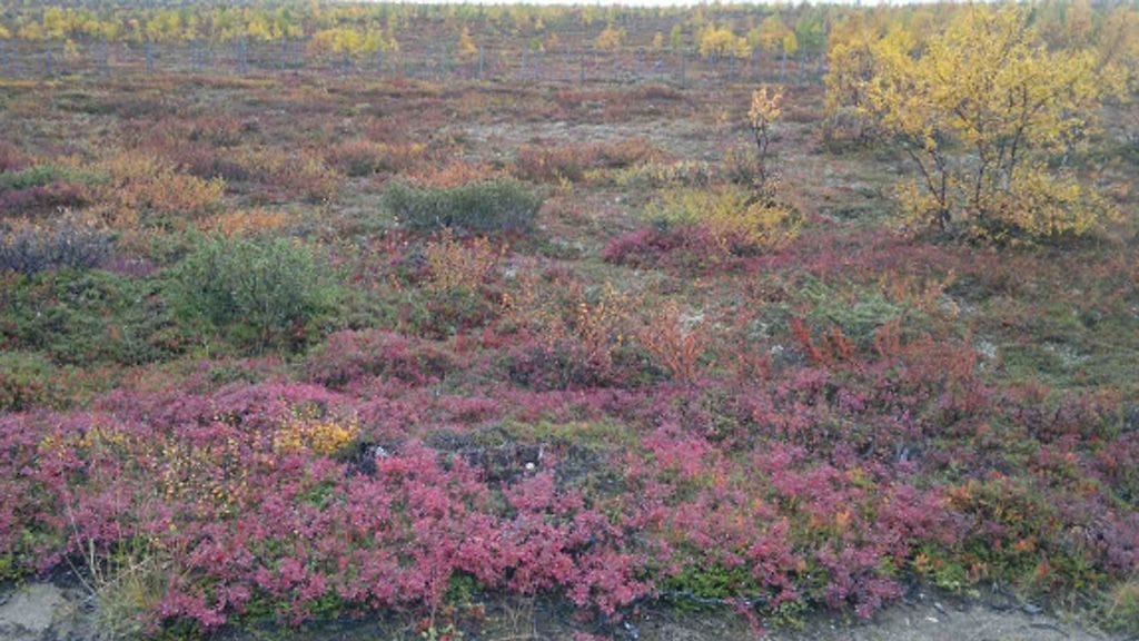 Utsjoen Skalluvaaran upeaa maaruskaa.