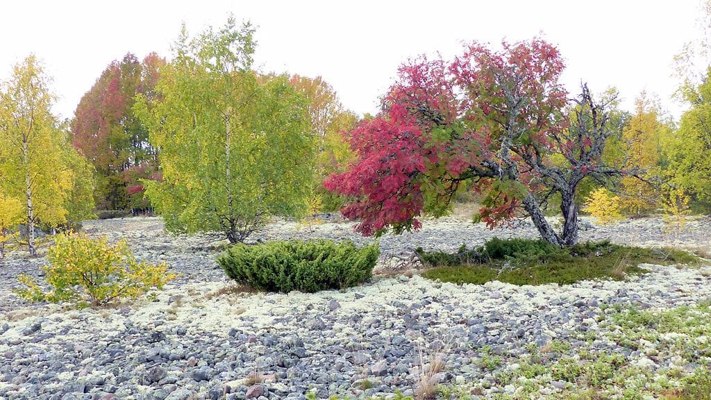 Ruskaa Ohtakarissa Lohtajalla.