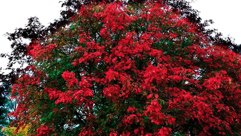 Ruska Keski-pohjanmaalla Peltokorvessa, Kokkola.