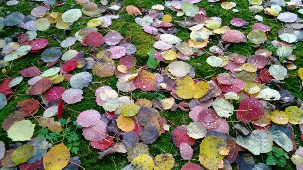 Haapamatto Kajaanissa.