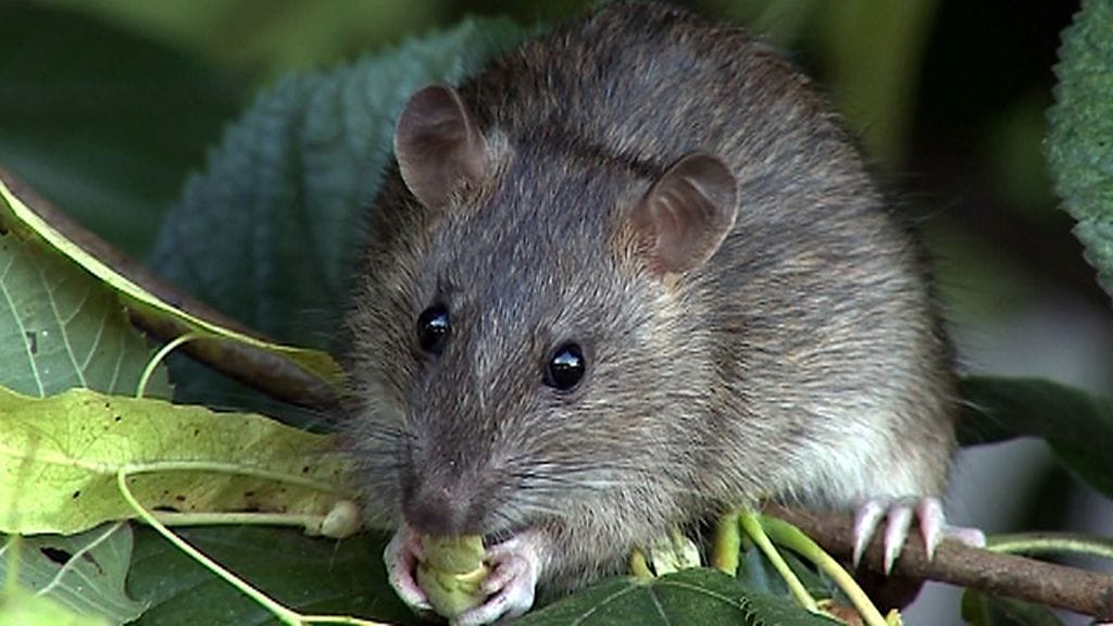 Saarella on viimeksi todistetusti nähty rotta vuonna 2019. Kuvituskuva.