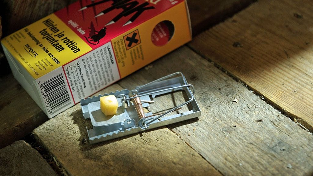 Onko Suomessa myrkyille vastustuskykyisiä rottia?