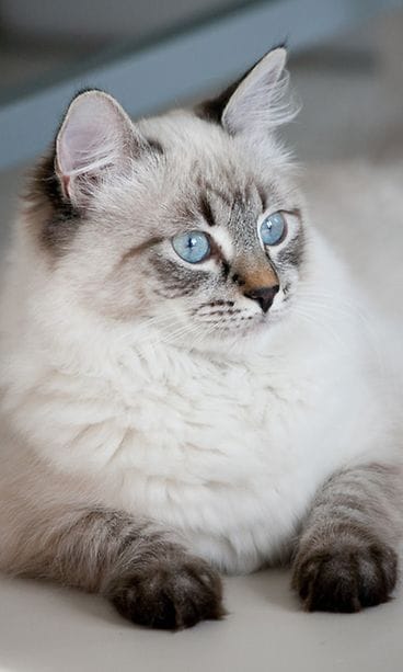 Tarja Halosen Meggi-kissa täytti vuoden.