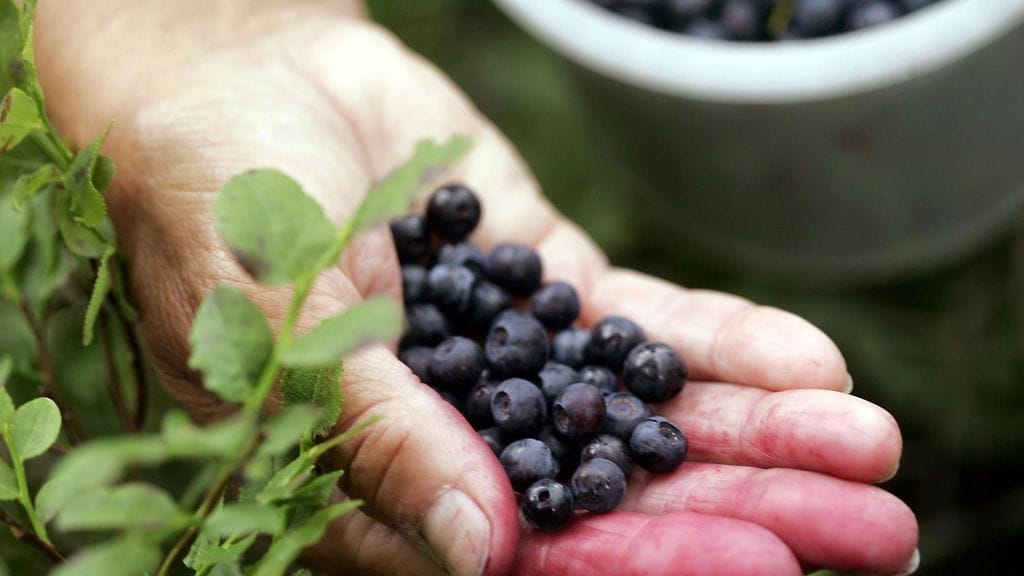 Silmät hyötyvät mustikasta.