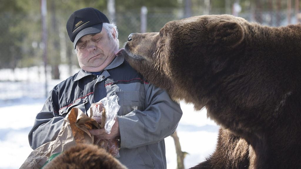 Sulo Karjalainen hoitaa karhuja Kuusamon Suurpetokeskuksessa.