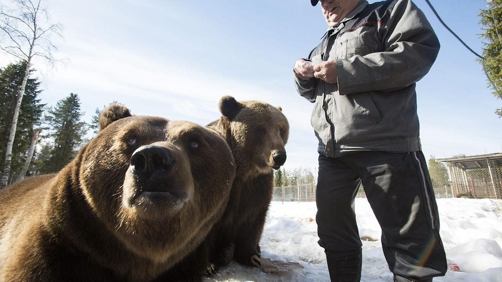 sulokarjalainen.JPG (1)